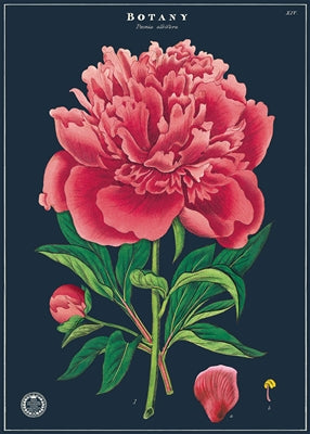 Cavallini