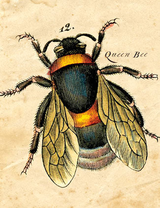 Cart-olina Boxed Note Cards - Queen Bee