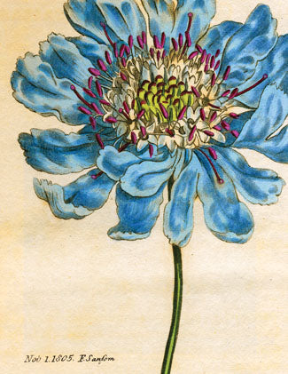 Cart-olina Boxed Note Cards - Zinnia