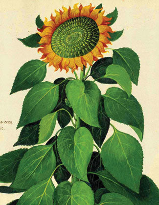 Cart-olina Boxed Note Cards - Sunflower