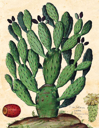 Cart-olina Boxed Note Cards - Cactus