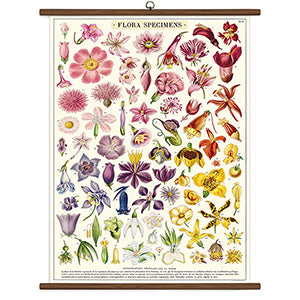 Vintage School Chart