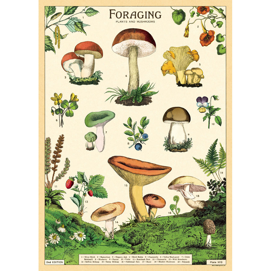 Foraging Plants and Mushrooms Poster