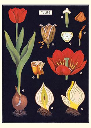 Tulip Poster