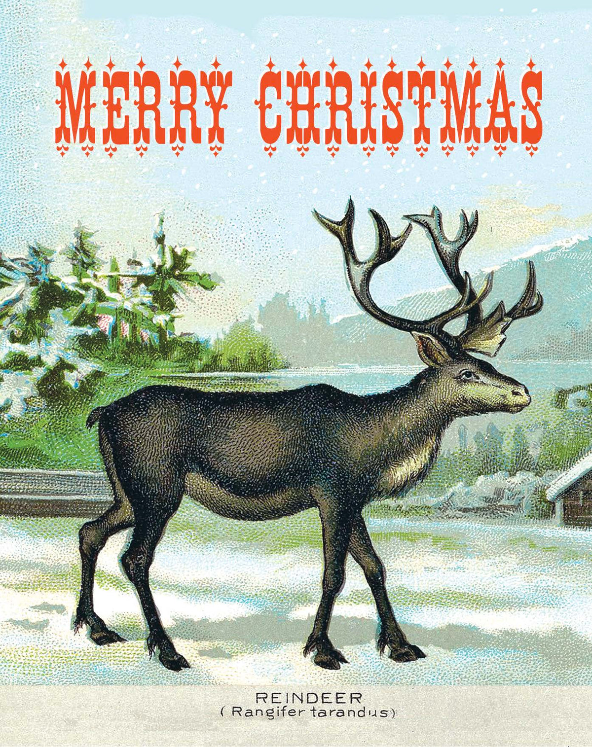 Cart-olina Boxed Holiday Cards (8 cards and 8 envelopes)