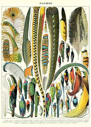 Feathers Poster