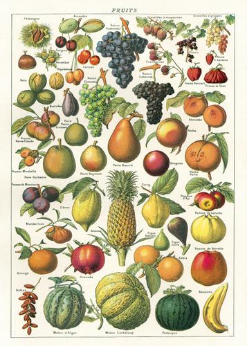 Fruits Poster