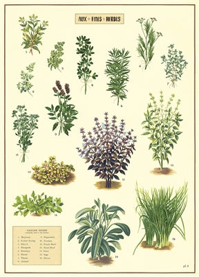 Kitchen Herbs Poster