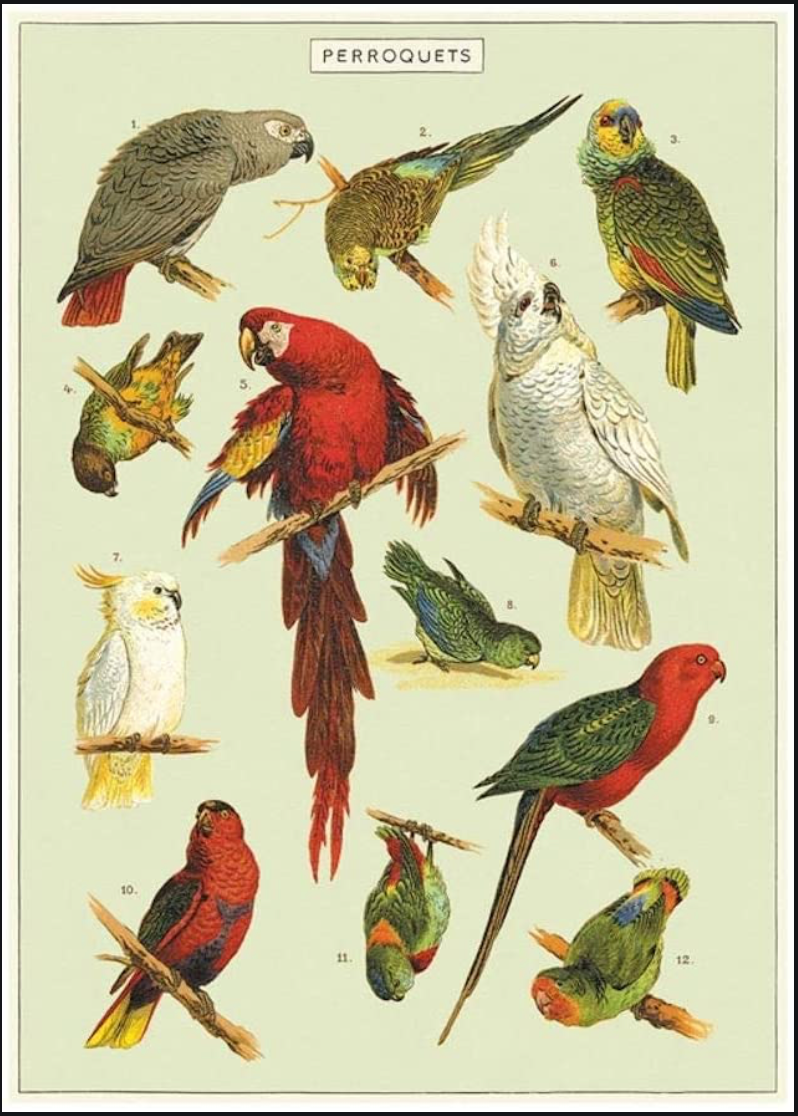 Parrots Poster