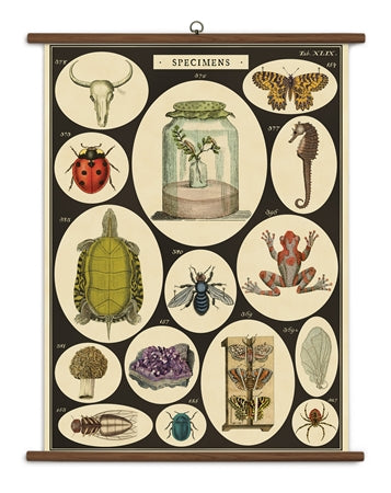 Vintage School Chart