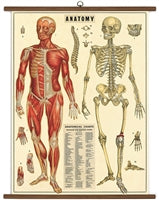 Vintage School Chart