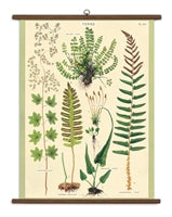 Vintage School Chart