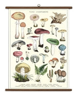 Vintage School Chart