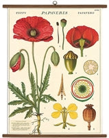 Vintage School Chart