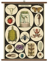 Vintage School Chart