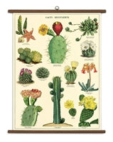 Vintage School Chart