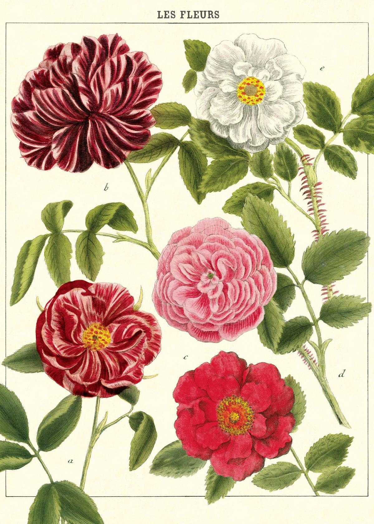 Roses Poster