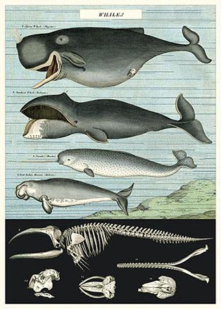 Whales Poster